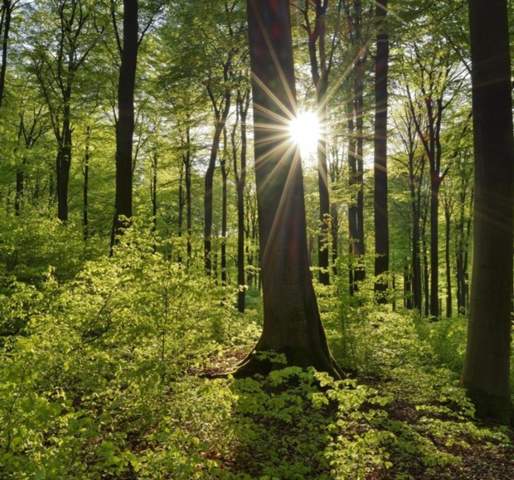 Umfrage Wie wichtig ist euch eure Umwelt? (Auto ...