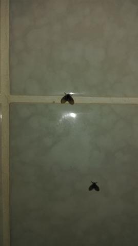 Bad im komische fliegen Kleine Fliegen