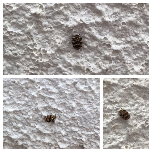 Hier sieht man drei der Freunde ;)  - (Insekten, Wand, Käfer)