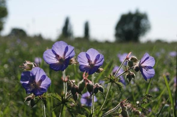 Bild - (Garten, Pflanzen, Blumen)
