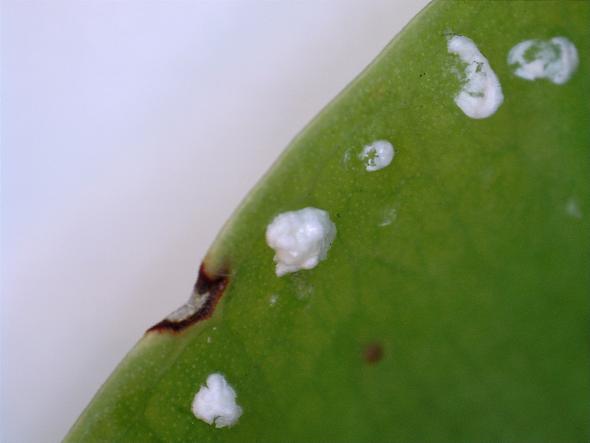 Blattoberseite mit Kügelchen - (Pflanzen, Schädlinge)