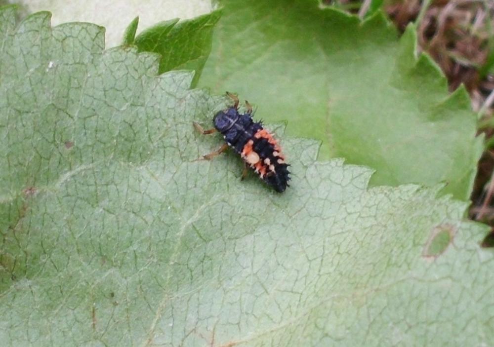 Unbekannter Fressfeind auf dem Apfelbaum Welches Insekt