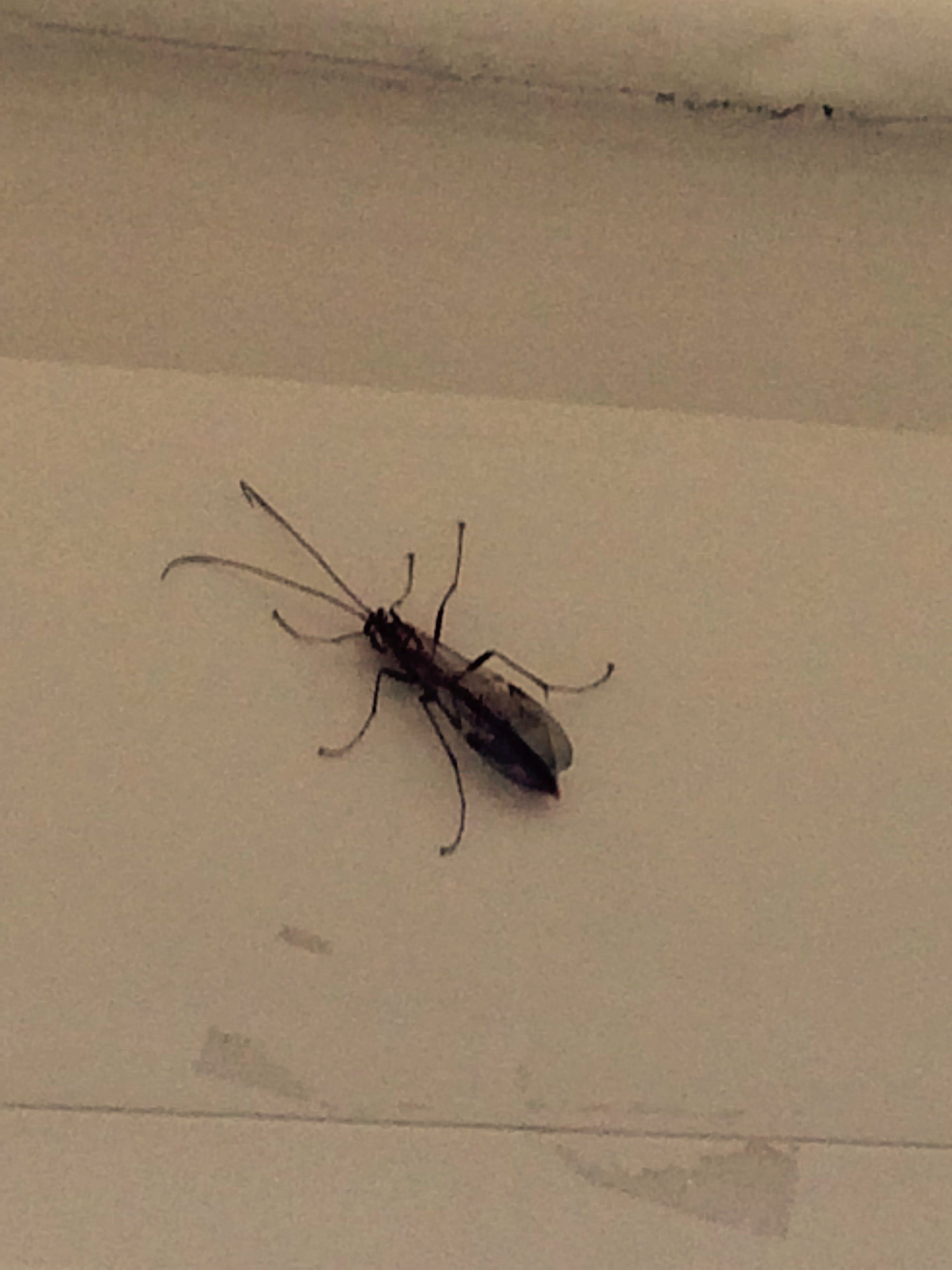 Kafer Mit Langen Fuhlern In Der Wohnung Unbekannte Insekten In