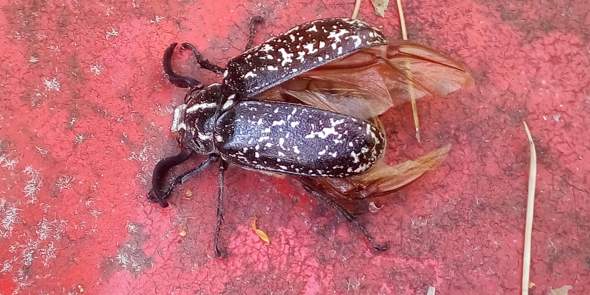 Unbekannter Käfer, wer weiß bescheid?