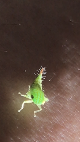 Springendes Insekt Unbekanntes grünes, winziges, springendes Insekt? (Tiere, Insekten ...