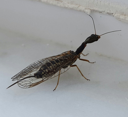 Von oben - (Tiere, Biologie, Insekten)