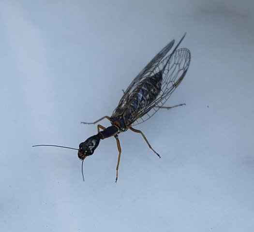 Seitlich - (Tiere, Biologie, Insekten)