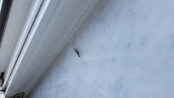 Größe - (Tiere, Biologie, Insekten)
