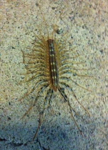 Unbekanntes Tier Tausendfussler Tiere Biologie Insekten