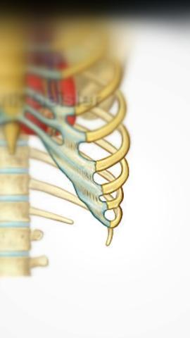 Unbemerkter Rippenbruch Warscheinlich Oder Nicht Medizin Arzt Verletzung Unbemerkter Rippenbruch Warscheinlich Oder Nicht Medizin Arzt Verletzung