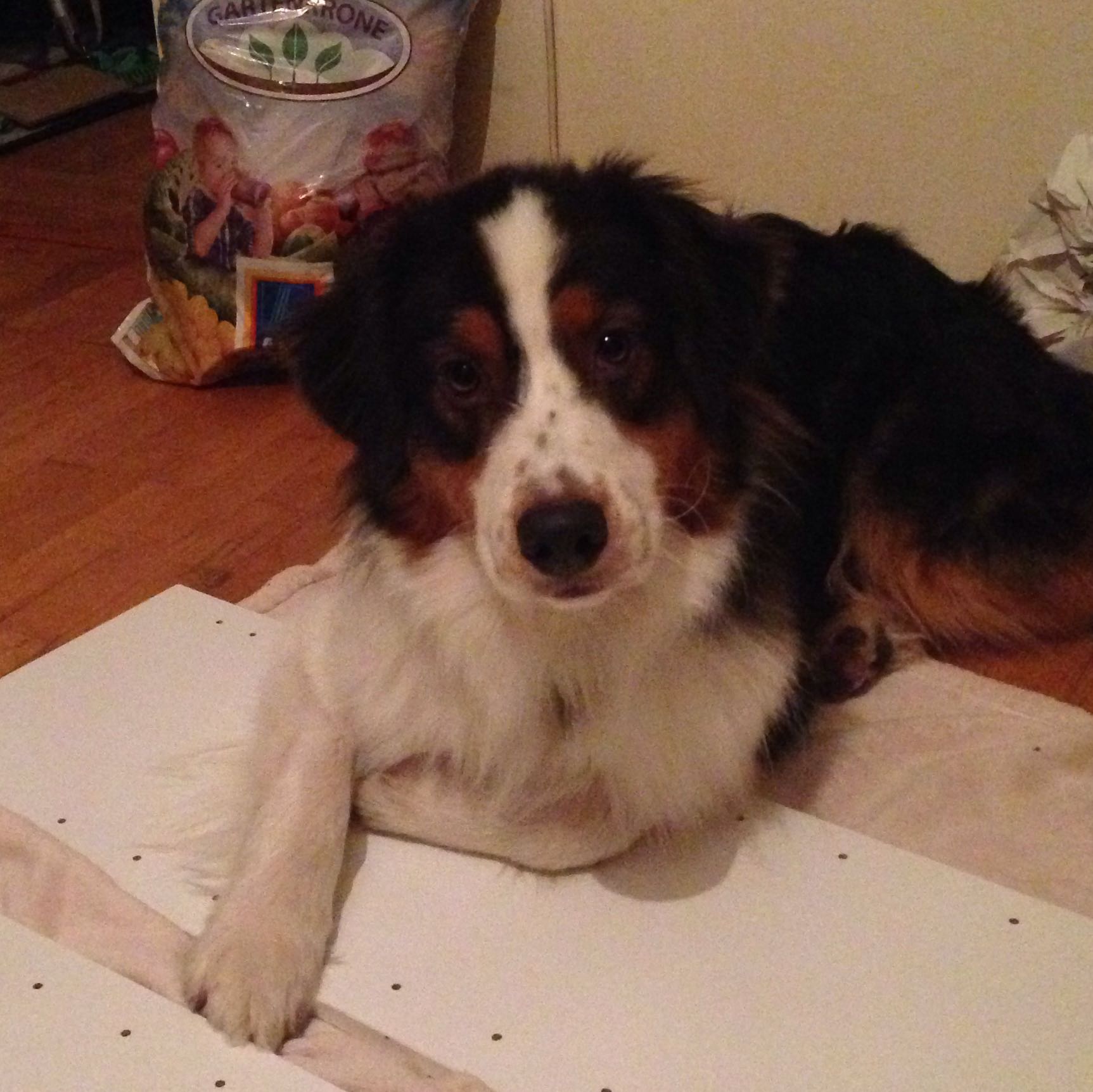 Und hat�s erwischt, Hilfe Flöhe 😞😞😞 (Tiere, Hund, Behandlung)