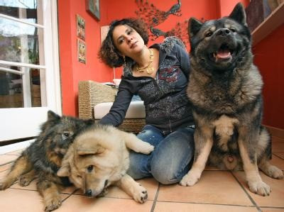 Cute Hunde o.o - (Hund, Husky)