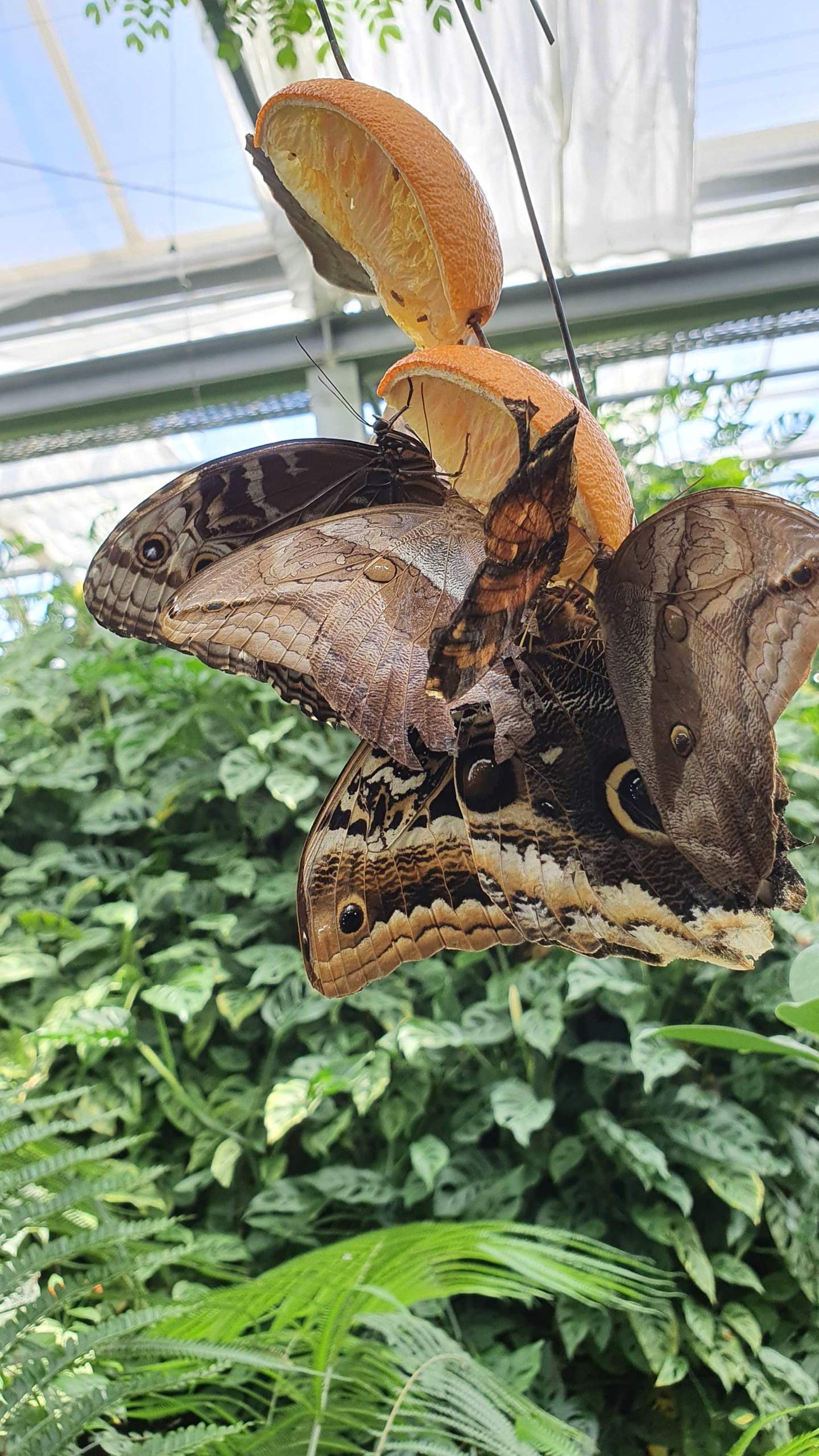 Und wie heißt schließlich der Schmetterling? (Insekten)
