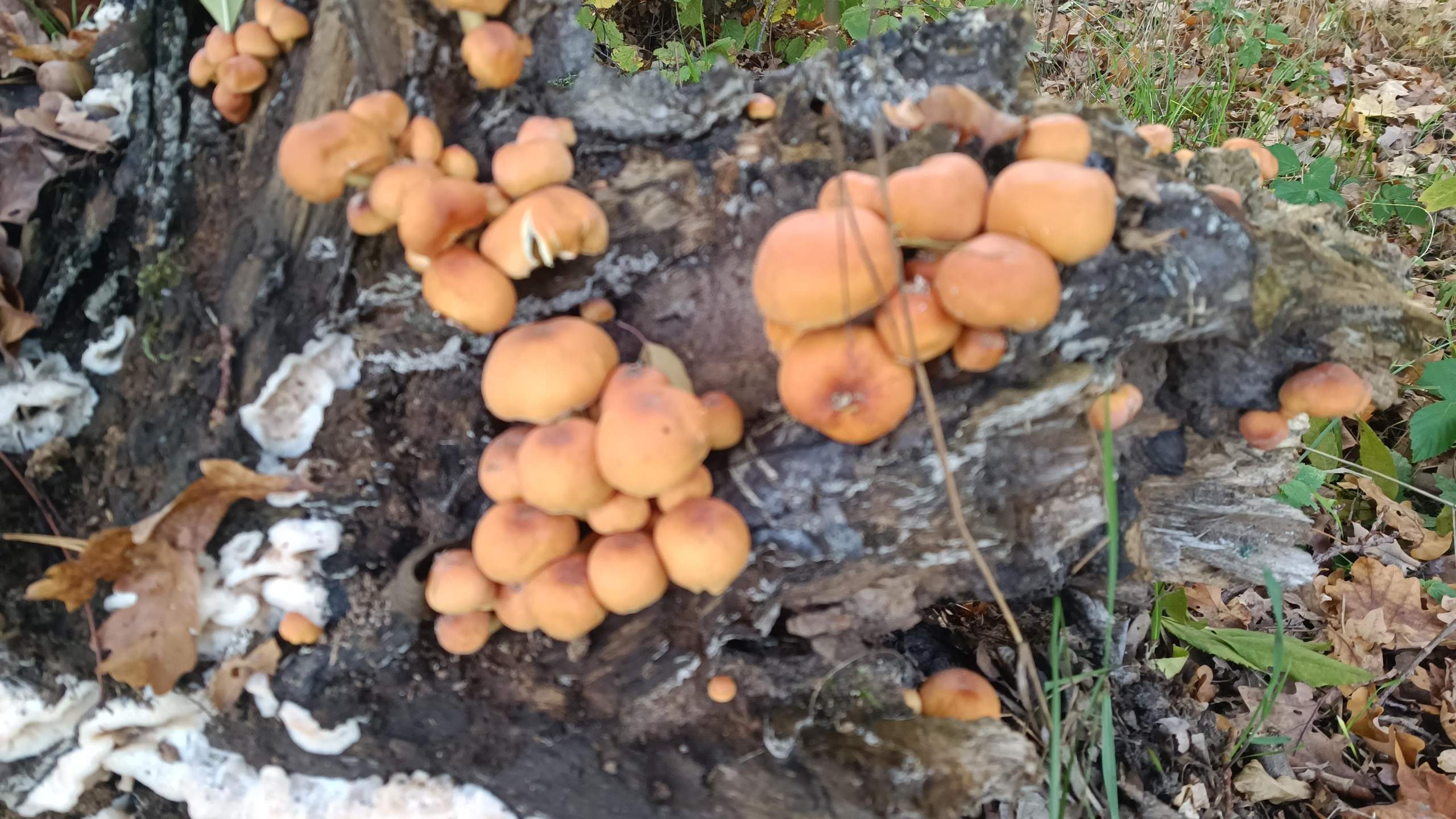 Unerwünschte Pilze im Garten? (Wiese)