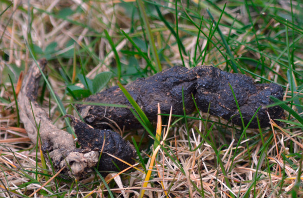 Von Welchem Tier Stammt Dieser Kot Im Garten Tiere