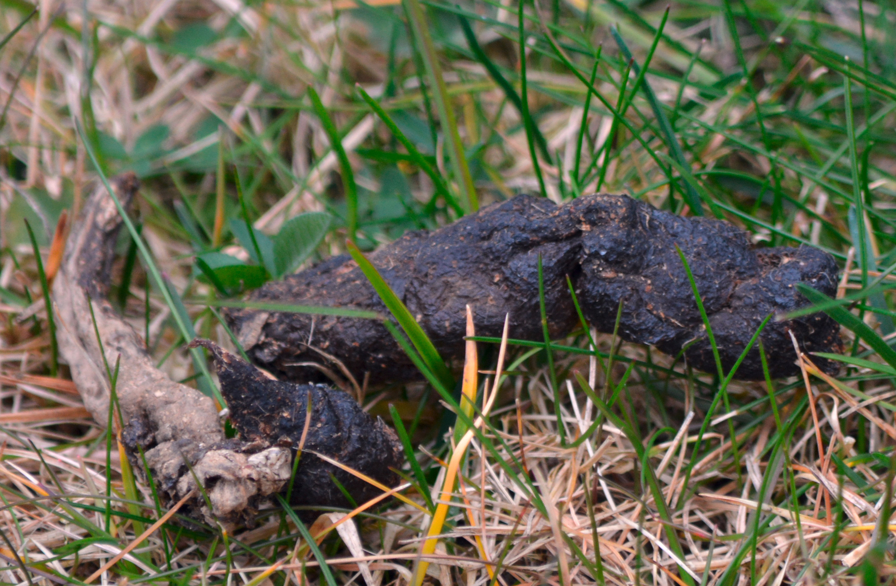 Ungebetener Gast Verrichtet Sein Geschaft Kot Im Garten Welche Tierart Konnte Das Sein Tiere