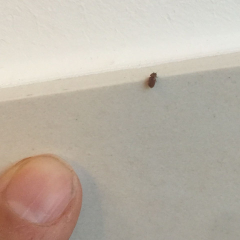 Käfer in der wohnung Käfer in der wohnung