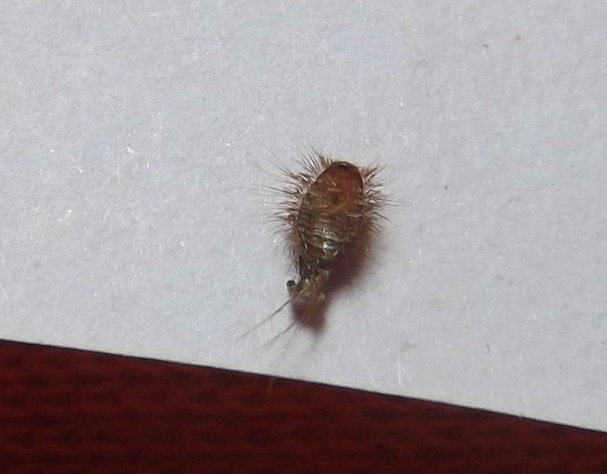 Ungeziefer im Bett was ist das? Ungeziefer im Bett was ist das?