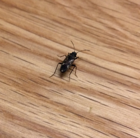 Ungeziefer Im Haus Was Kann Das Sein Insekten