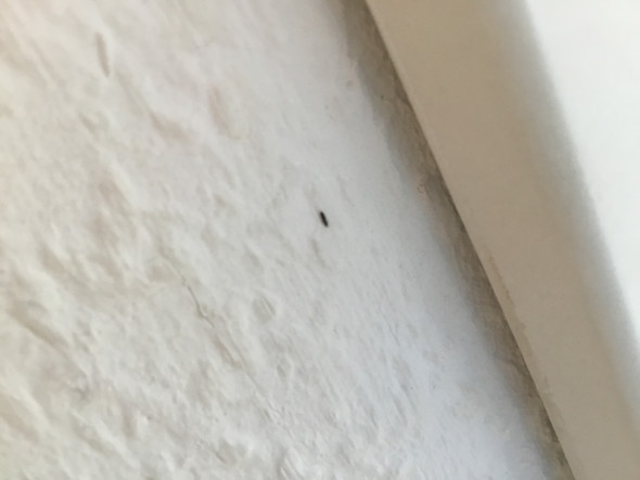 Ungeziefer Im Meinem Bett