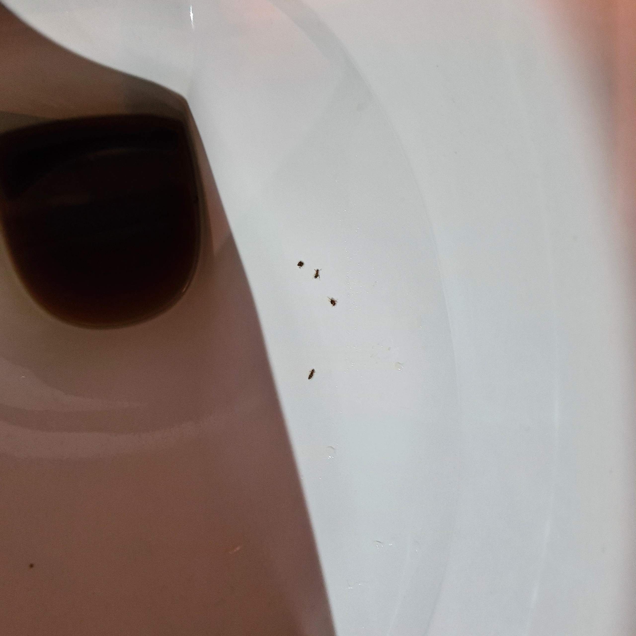 ungeziefer-im-toilettenbecken-insekten