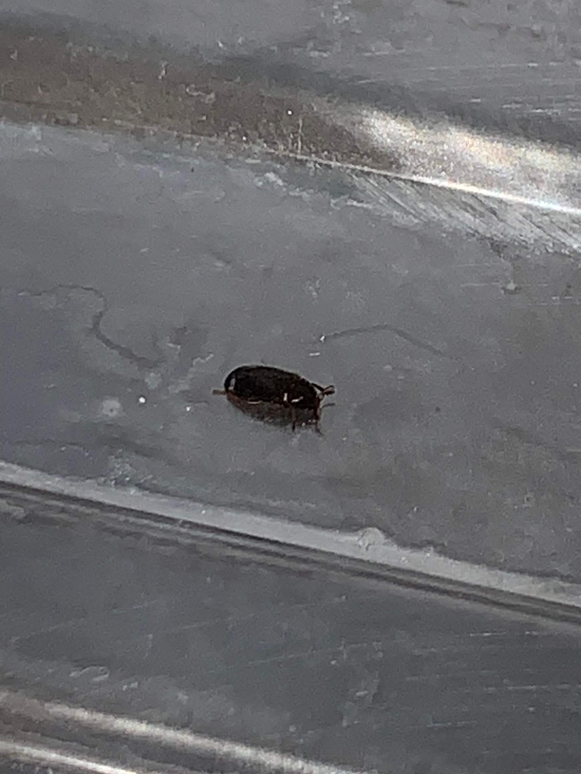 Ungeziefer in der Wohnung (Speckkäfer)? (Insekten, Schädlinge, Käfer)