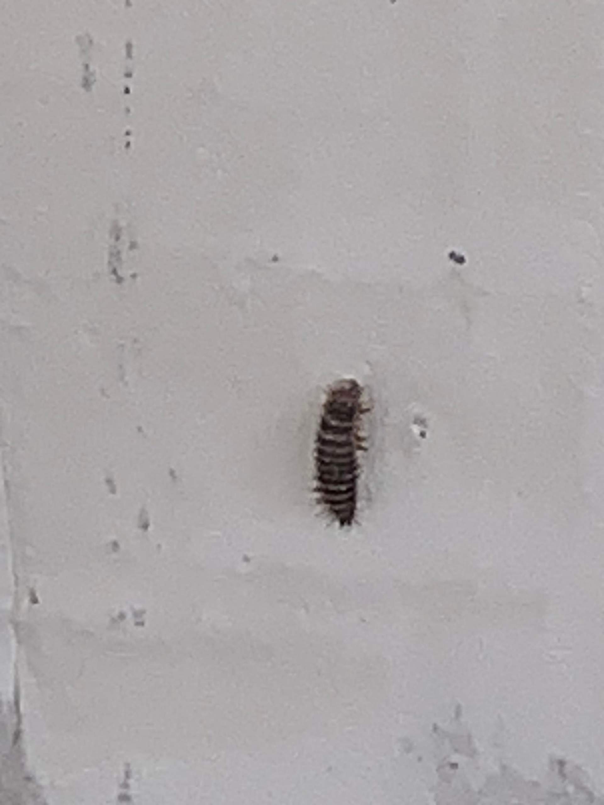 Ungeziefer in der Wohnung (Speckkäfer)? (Insekten, Schädlinge, Käfer)