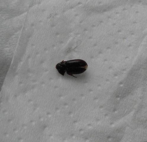 der käfer hat  ein wenig gelitten.. bissl verformt von meinem schuh :D - (Haustiere, Haushalt, Ungeziefer)