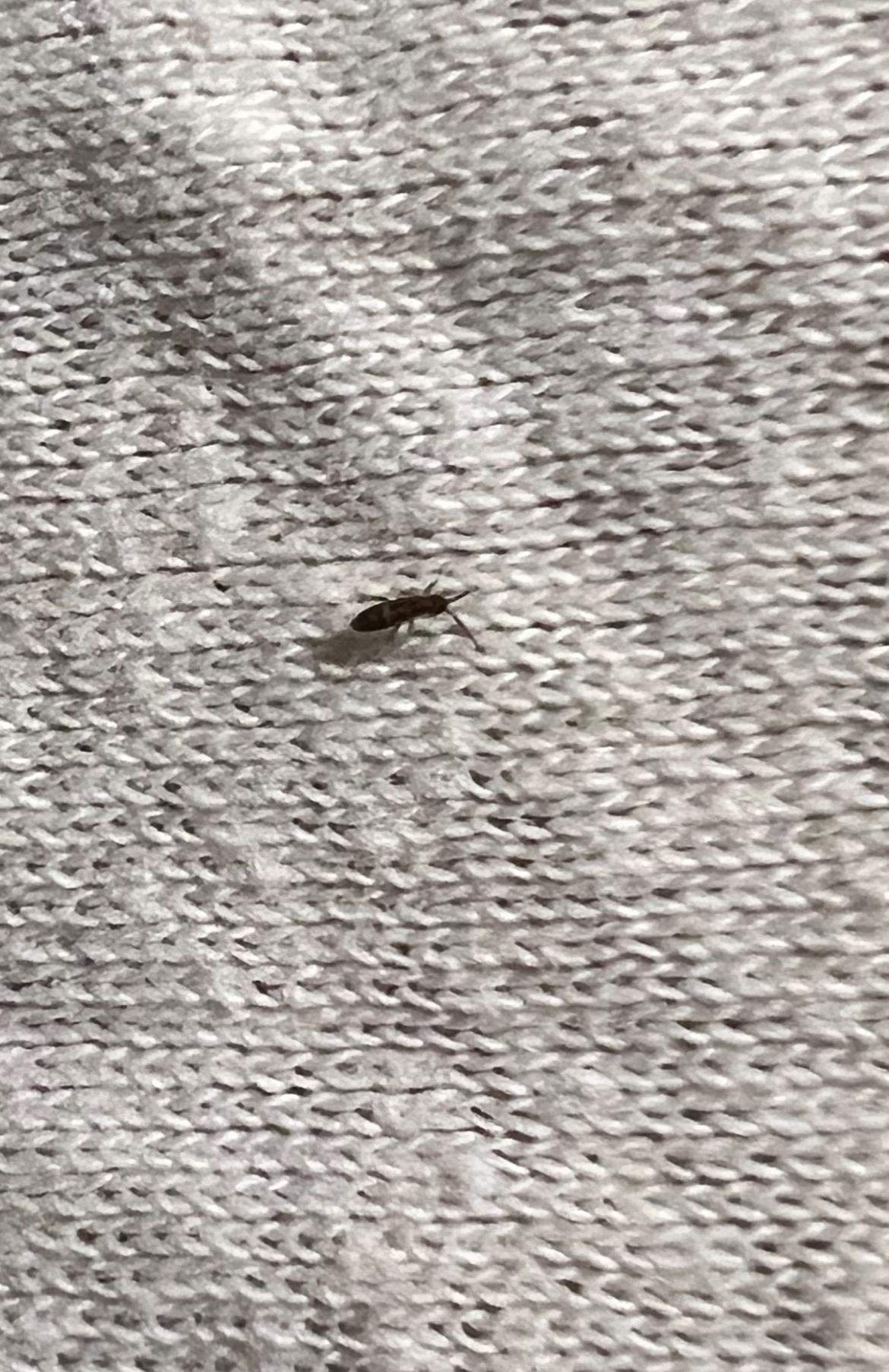 Ungeziefer Tannenbaum 🌲 Was ist es? (Käfer, Insektenbestimmung)