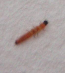 Ungeziefer Wurm Was Ist Er Woher Kommt Er Was Dagegen Tun Haus Insekten Ungeziefer Wurm Was Ist Er Woher Kommt Er Was Dagegen Tun Haus Insekten