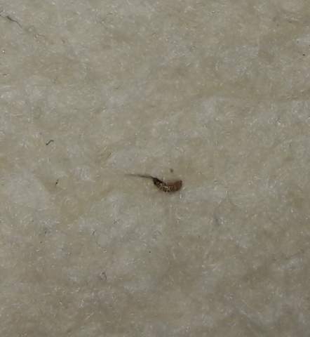 Ungeziefer Larve Schadlich Insekten Schadlinge Larven