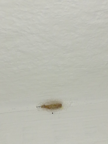 Ungeziefer Maden Larve In Wohnung Was Ist Das Schadlinge Ungezieferbekampfung Schaedlinge Im Haus Ungeziefer Maden Larve In Wohnung Was Ist Das Schadlinge Ungezieferbekampfung Schaedlinge Im Haus