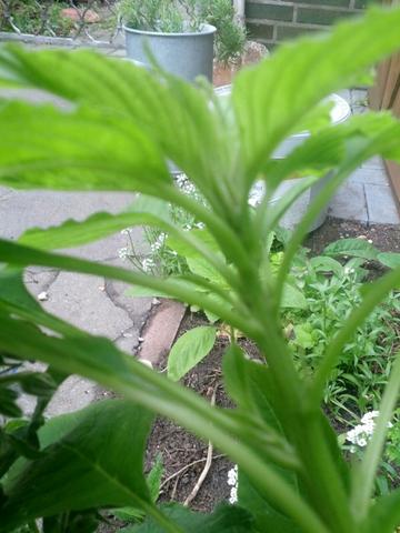 Ist das ein Unkraut oder eine Blume? (Pflanzen, Garten ...