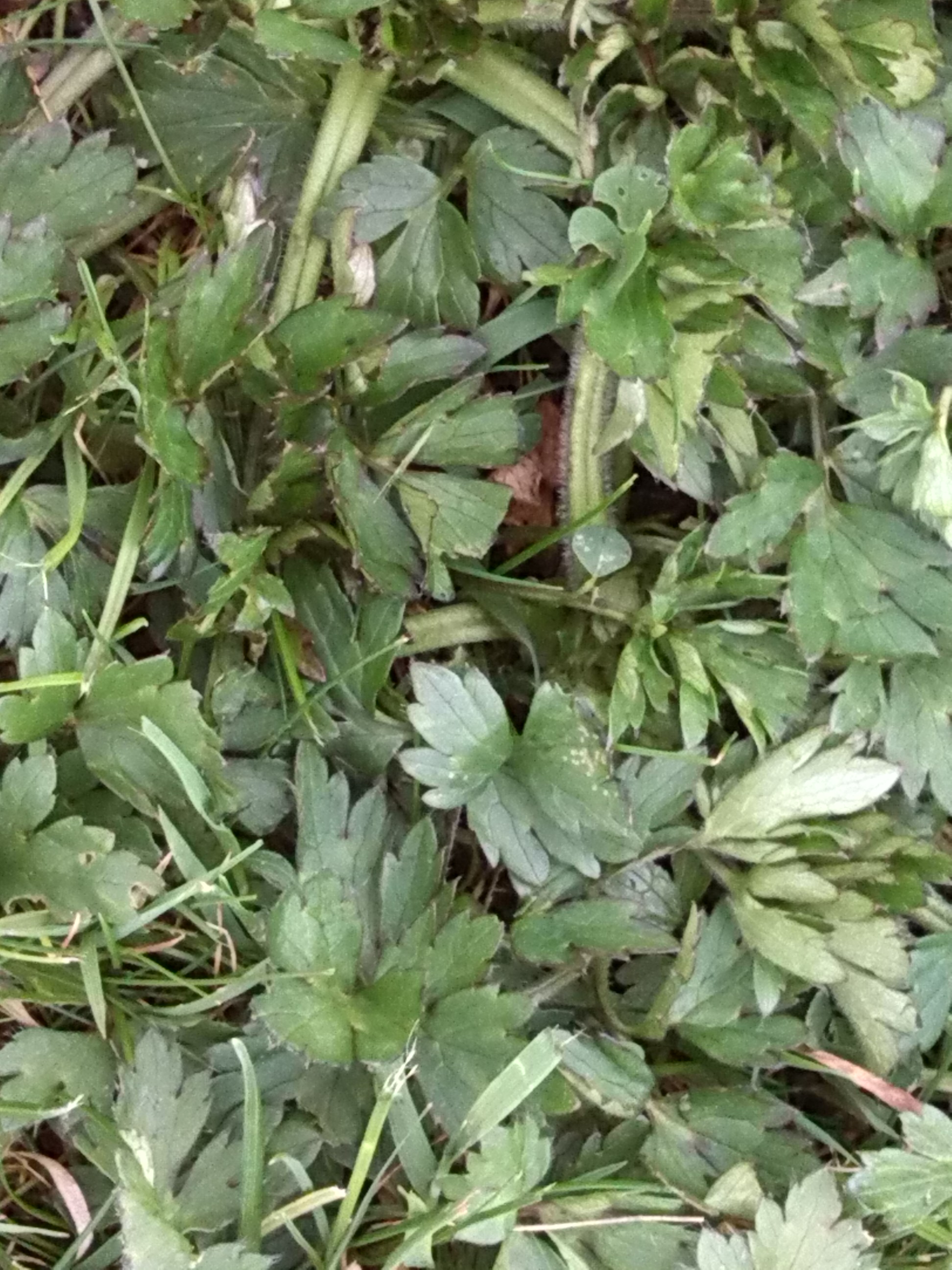 Unkraut auf dem Rasen (Garten)