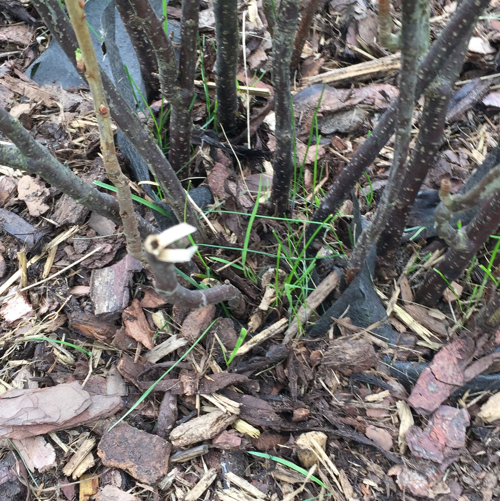 Unkraut aus Gartenbeet entfernen? (Garten)