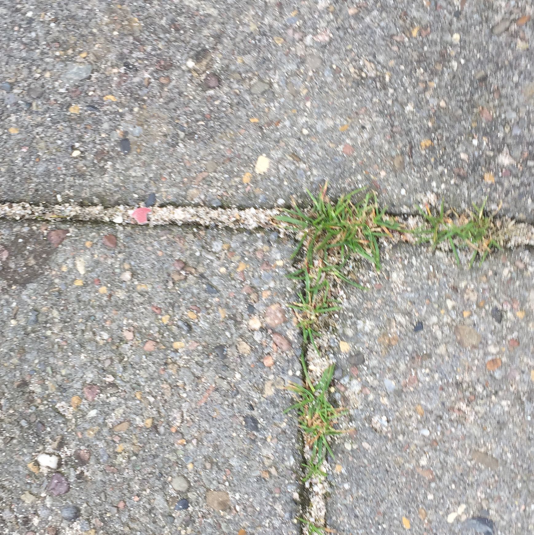 Unkraut aus Gehwegplatten entfernen? (Garten)
