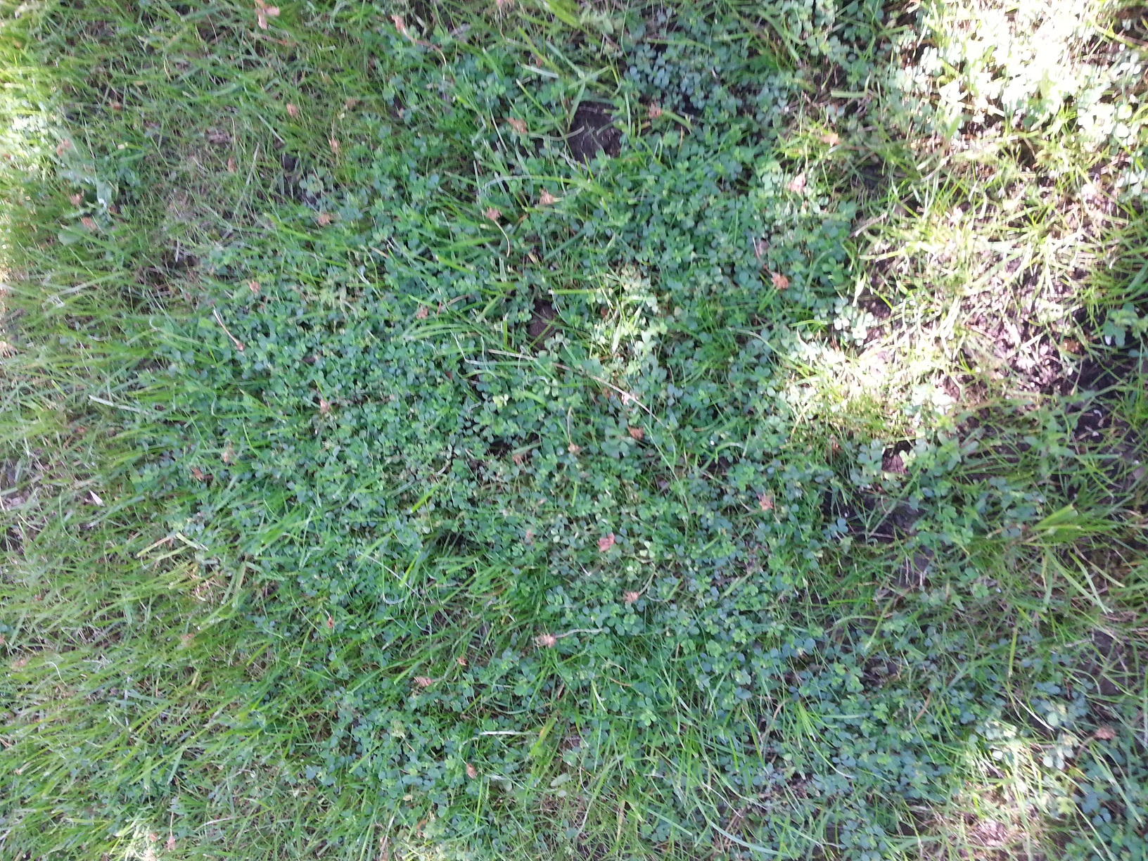 Unkraut im Rasen U46 m flurid hilft leider nicht (Garten)