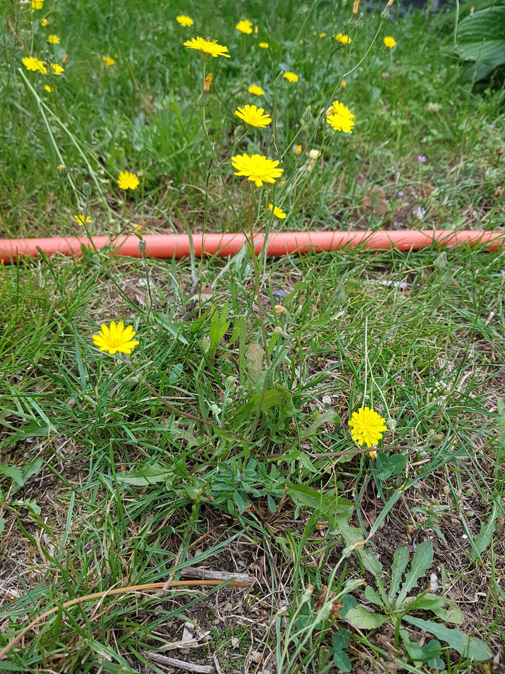 Unkraut mit gelben Blüten? (Tiere, Pflanzen, Kräuter)