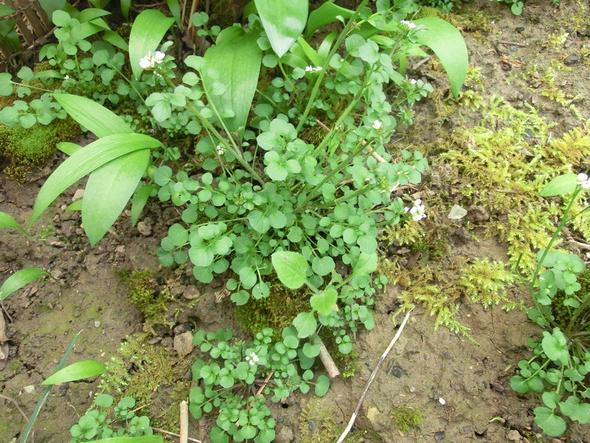 Unkraut oder nicht - gut oder böse (Pflanzen, Garten, Botanik)