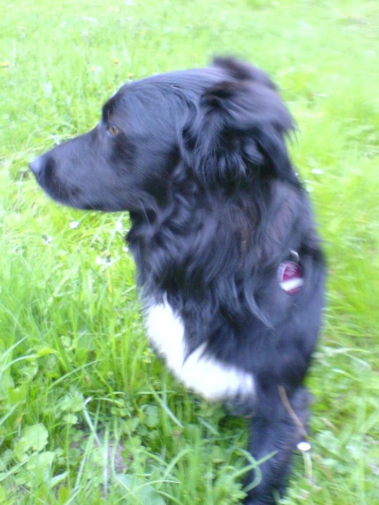 ab wann kann man einen hund kastrieren