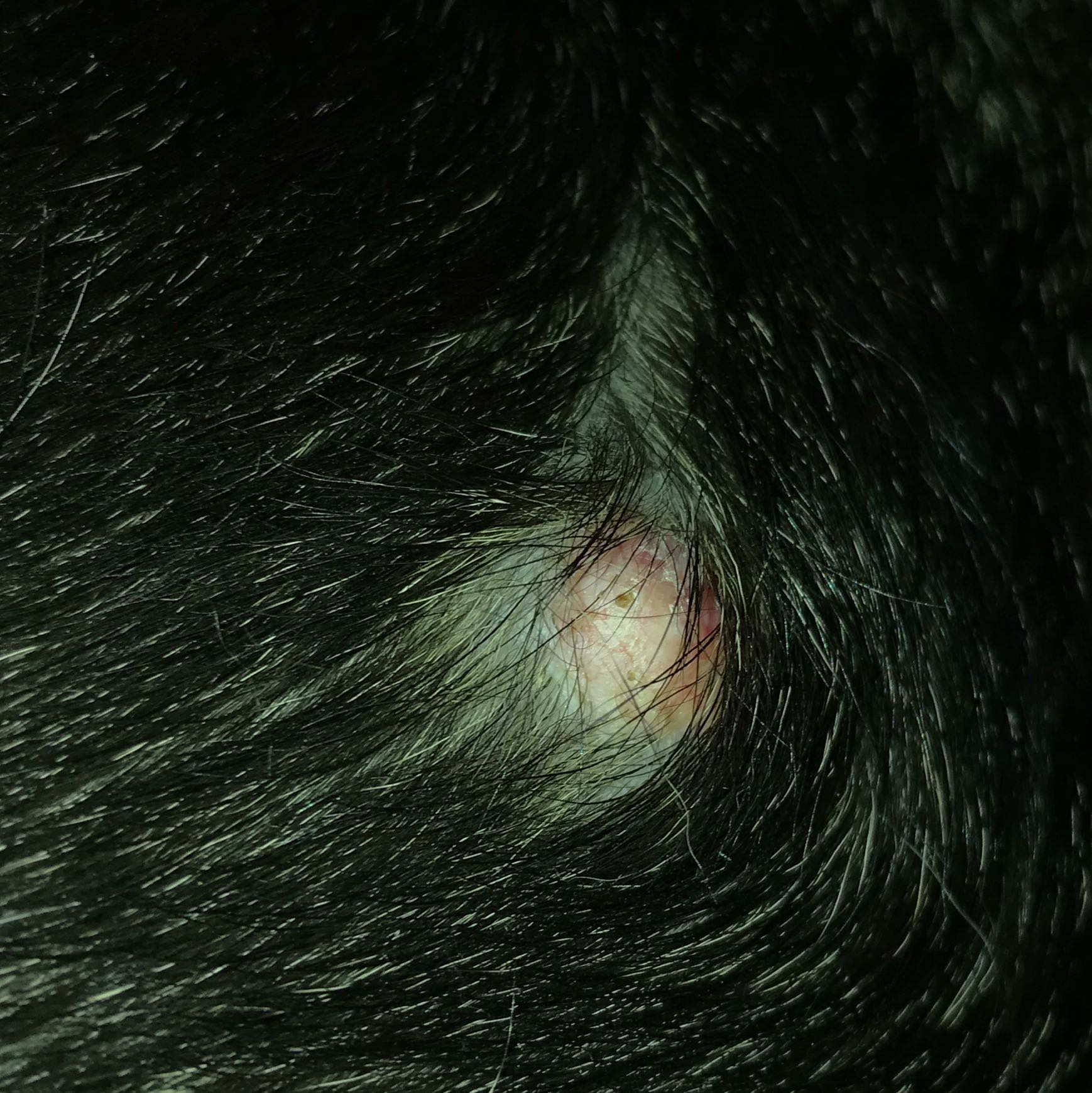 Unser Hund hat eine Beule am Bauch, weiß jemand was das ist