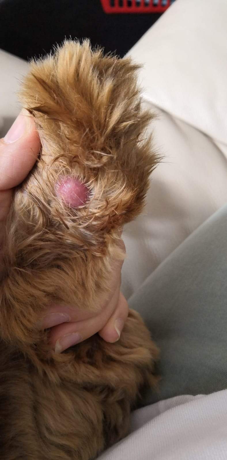 Unser Hund hat eine Beule an der Pfote, was kann das sein? (Gesundheit
