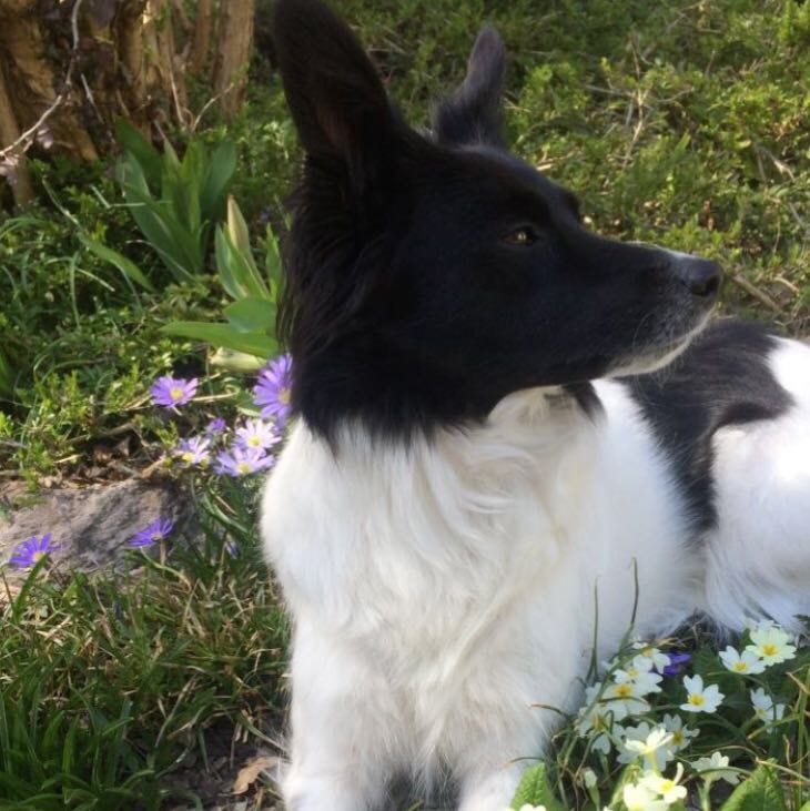 Unser Hund hatte die Wolfskralle verletzt? (Gesundheit und Medizin