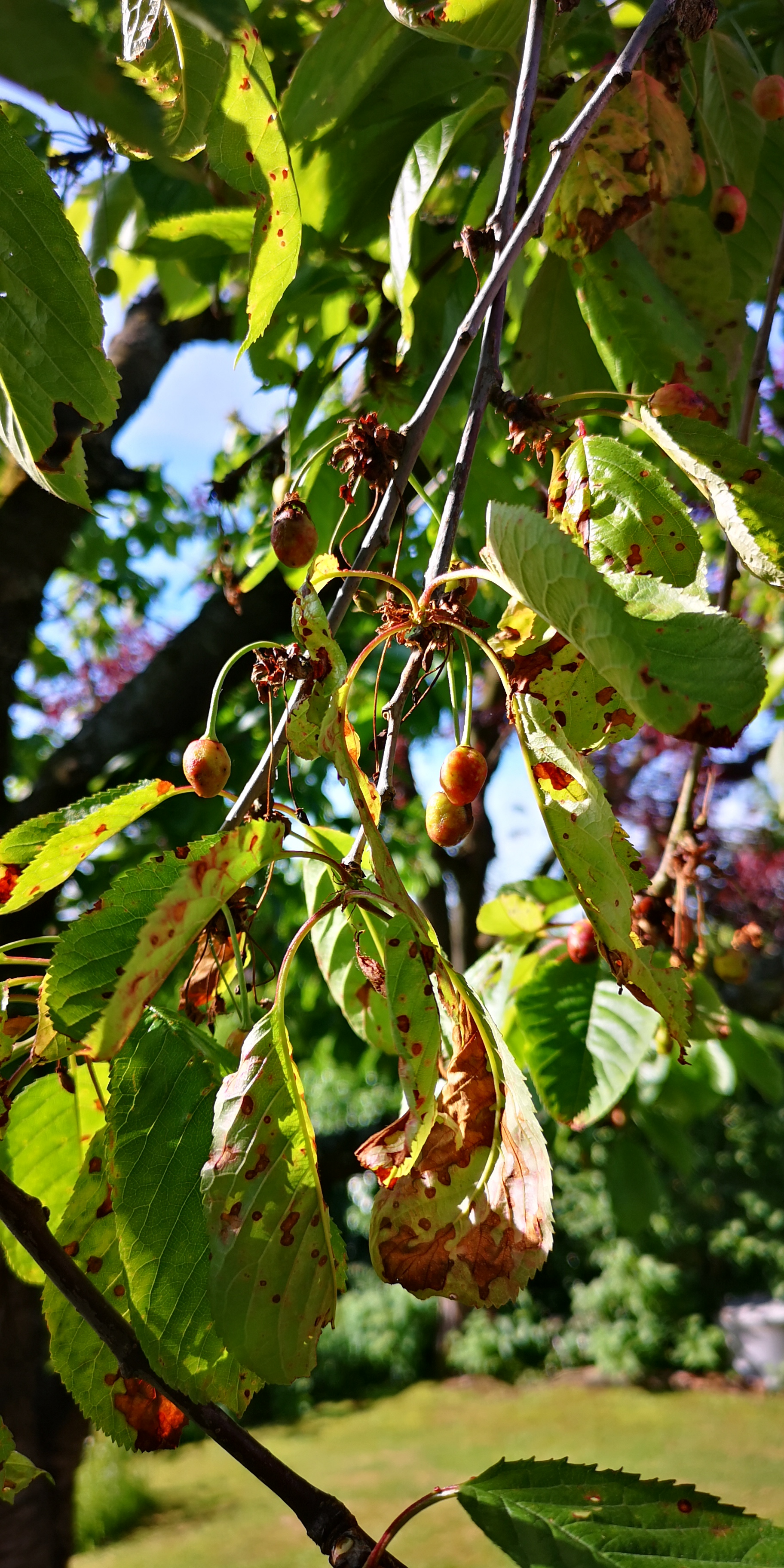 Unser Kirschbaum Wirft Die Halbreifen Fruchte Ab Garten