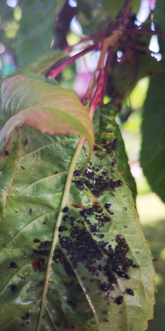 Unser Kirschbaum Wirft Die Halbreifen Fruchte Ab Garten