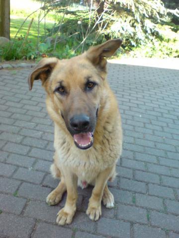 - (Tiere, Hund, Erziehung)