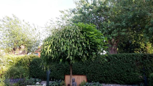 Trompetenbaum welke Blätter - (Krankheit, Pflanzen, Trompetenbaum)