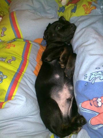 unser welpe ist ganz doll krank wer kann helfen krankheit hund