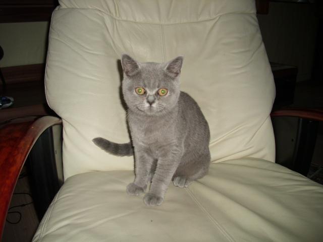 Unsere BKH- Katze ist mit 4 Monaten schon rollig? (Tiere, Katzen ...