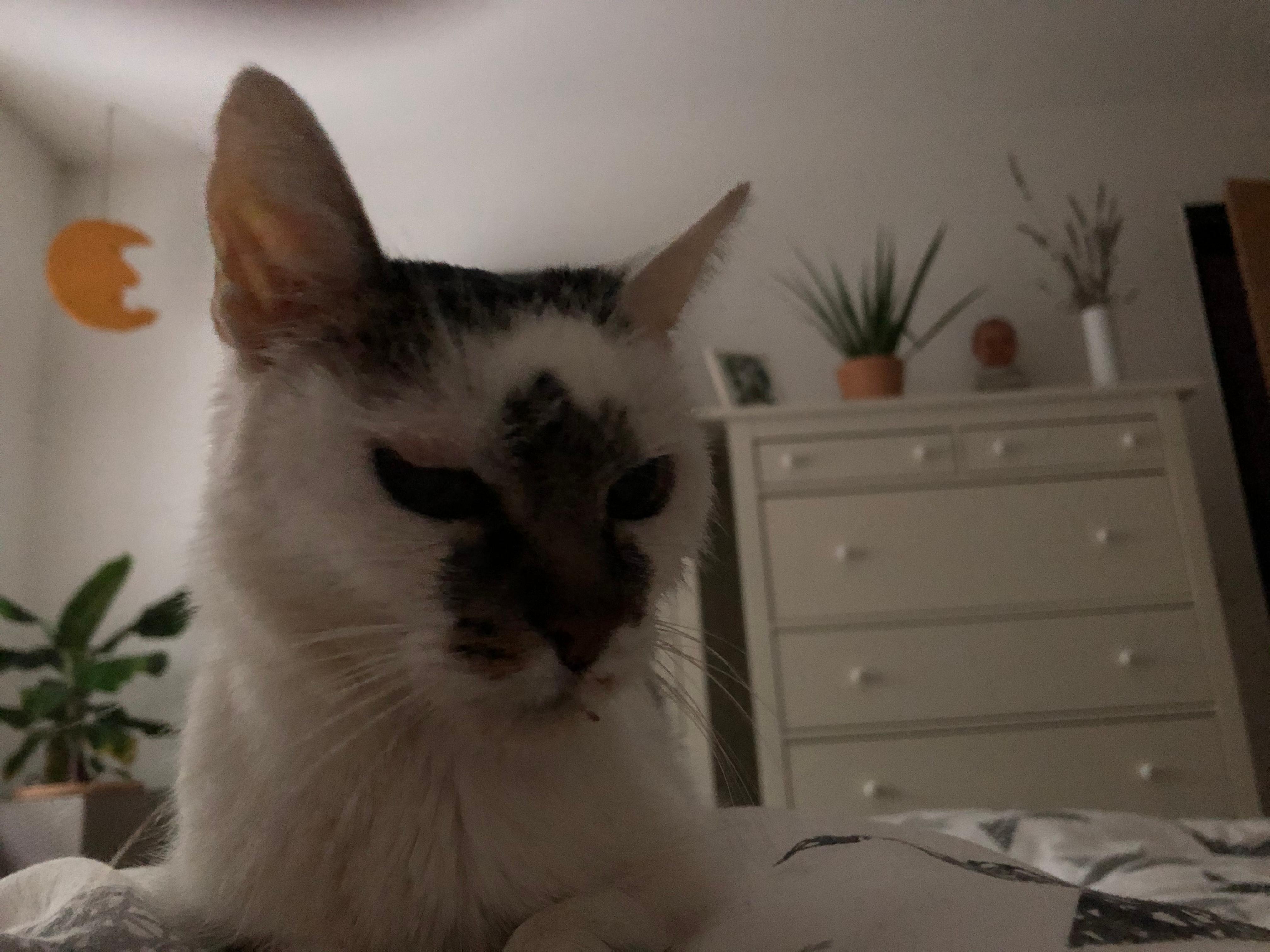 unsere katze schmatzt und frisst ganz wenig kennt das problem jemand tiere katzen artgerechte haltung